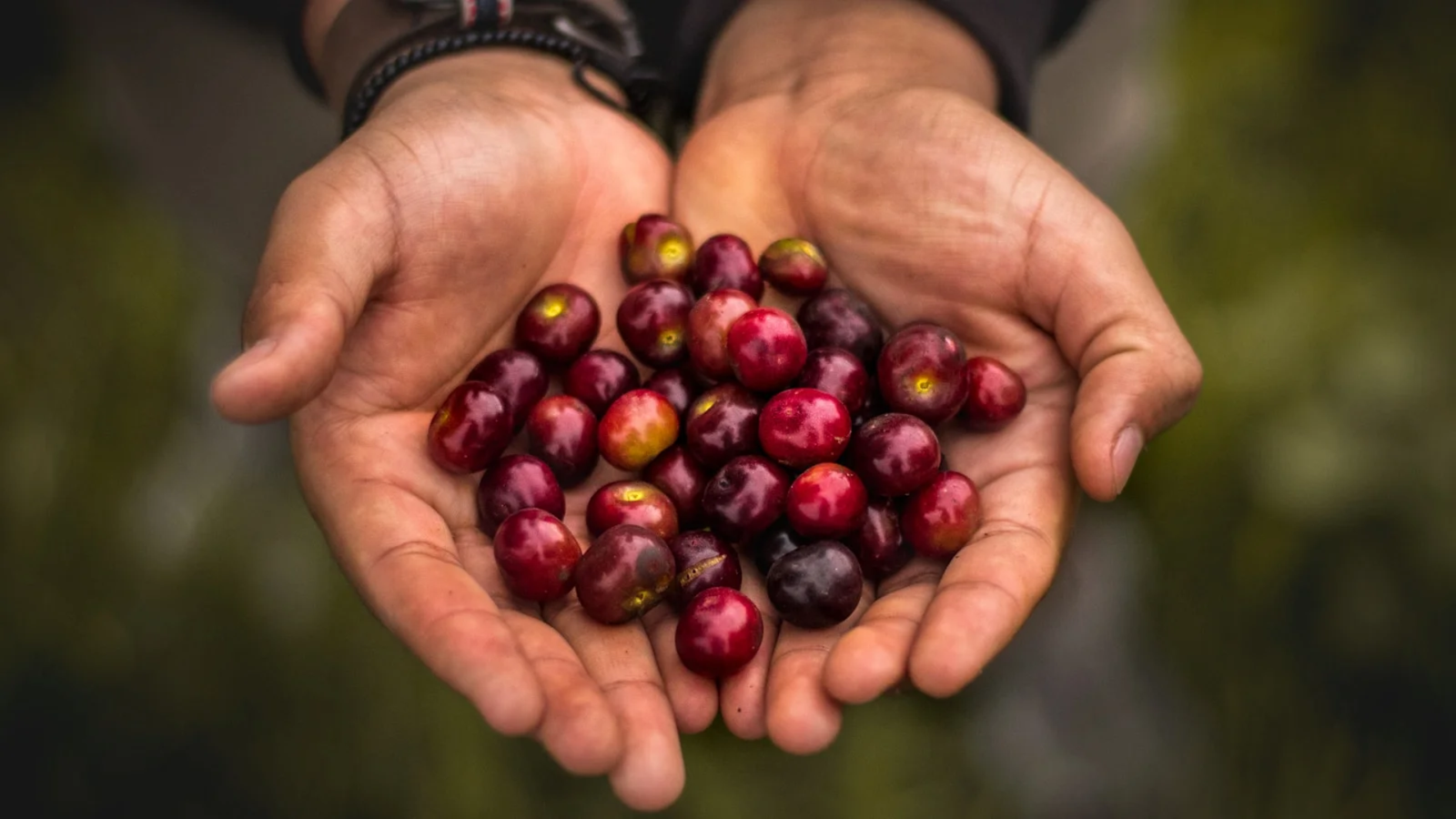 Dons e Frutos do Espírito Santo